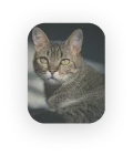 miniatura gato